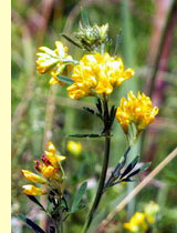Люцерна хмелевидная (Medicago sativa L.) Люцерна хмелевидная (Medicago sativa L.)